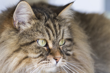 Cute male brown tabby pet of siberian cat in livestock. Long haired kitten outdoor, hypoallergenic domestic animal