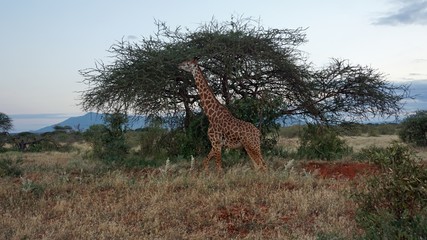 giraffe in kenya