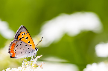 orange lycaenid butterfly for background image