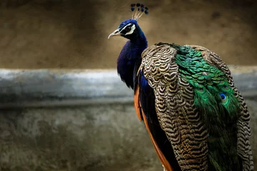 Fotobehang Peacock portrait in beautiful nature © akshay