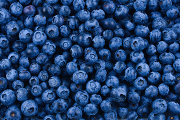Fresh blueberry background. Texture blueberry berries close up.
