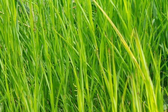 green grass close-up