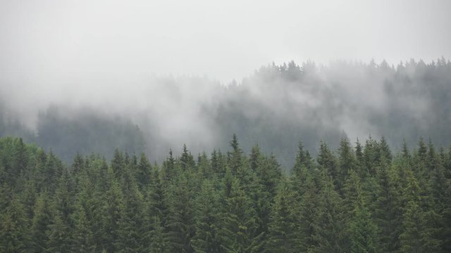 Moody and mysterious time lapse of coniferous forest with mist and fog - Firs, larches. Vintage look. Styria mountains, Austria