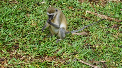 monkey in kenya