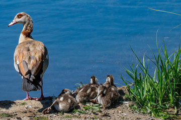 Adult Egyptian Goose and goslings, also referred to as ducklings as related to the Common Shelduck