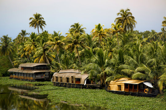 Row of traditional houseboats moored along Vembanadu lake, Kumarakom, Kottayam, Kerala Backwaters, Kerala, India