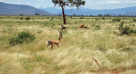gazelle in kenyan savanna