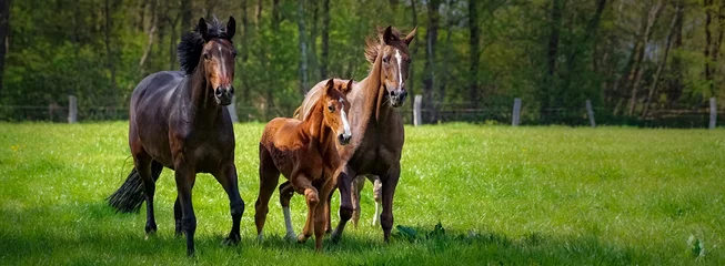 Foto op Plexiglas Paarden houden - twee paarden en een veulen dartelen in een groene paddock © Countrypixel