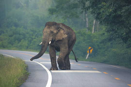 Wild asian elephant (Elephas maximus) walking along a road, Phetchaburi Province, Thailand