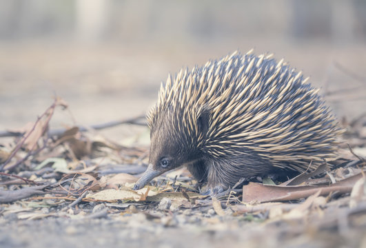 Close-up side view of a Short-beaked echidna (Tachyglossus aculeatus) in a forest, Australia
