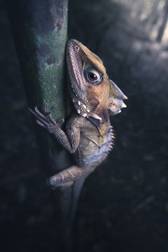 Close-up side view of a Boyd's Forest Dragon (Hypsilurus boydii) clinging to a tree trunk in a tropical rainforest, Cairns, Queensland, Australia