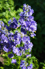Obraz premium Polemonium caeruleum or jacob's-ladder or greek valerian blue flowers