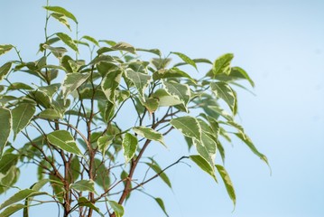 Green plant on a blue background