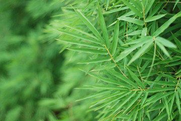 Bamboo leaves frame background