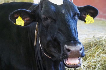 ハイジ牧場の牛／北海道夕張