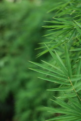closeup of green grass ,bamboo leave