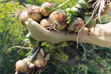 Harvesting of onions in hobby garden.