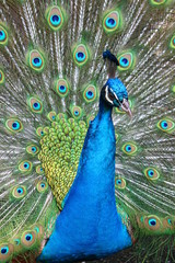 Obraz premium 孔雀