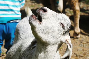 ハイジ牧場の子ヤギ／北海道夕張郡