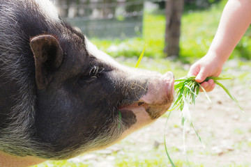 ハイジ牧場のブタ／北海道夕張郡