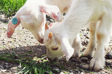 ハイジ牧場の子ヤギ／北海道夕張郡