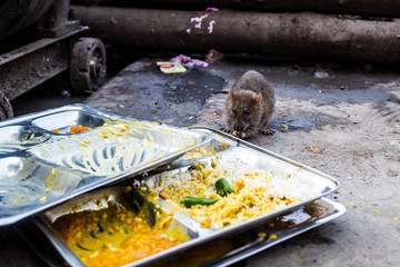 Rat in India 