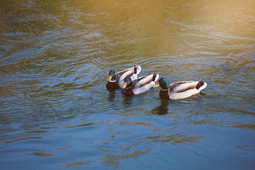 Ducks swimming