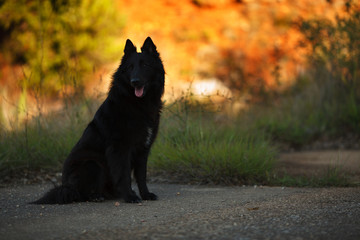 big black long haired dog breed Belgian shepherd for a walk