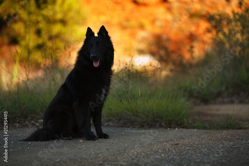 Big Black Long Haired Dog Breed Belgian Shepherd For A Walk Stock