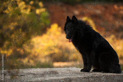 Big Black Long Haired Dog Breed Belgian Shepherd For A Walk Stock