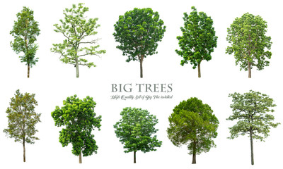 Fototapeta premium Trees isolated on white background , The collection of trees.