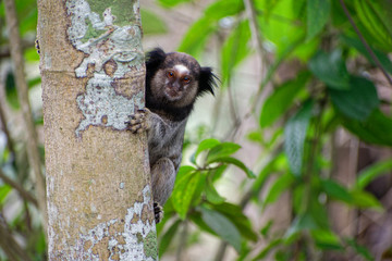 Callithrix monkey at the Brazilian cerrado