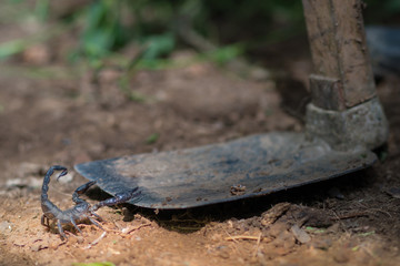 Scorpion is fighting with the spade of farmer.