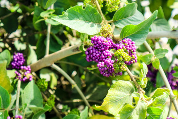 beautyberry is a genus of shrubs and small trees