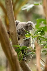 Papier Peint photo Koala Koala situé sur la branche dans le désert. Australie.