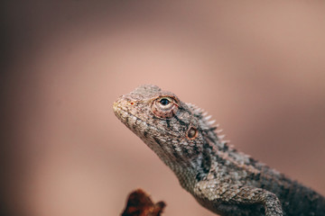 Fototapeta premium Chameleon Close Up