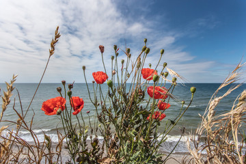 Mohn am meer