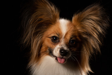 Closeup Surprised White Papillon Dog on black background