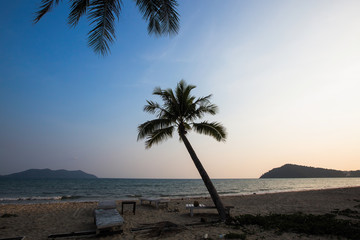 Fototapeta na wymiar Palm tree on a tropical deserted beach.