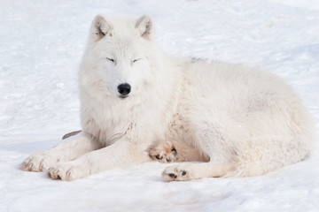 Wild alaskan tundra wolf is sleeping on white snow. Canis lupus arctos.
