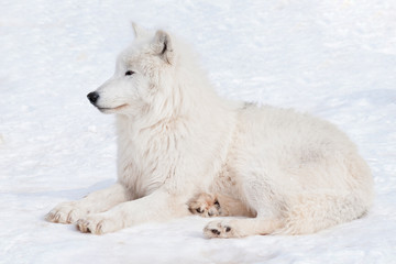 Wild arctic wolf is lying on white snow. Animals in wildlife. Canis lupus arctos.