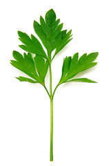 Parsley isolated on white
