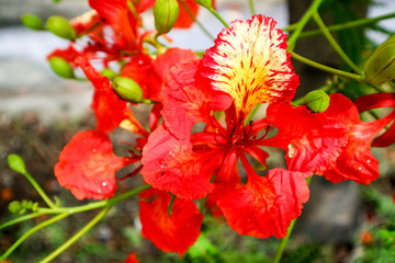 red flower boutique flame tree blooming in public garden