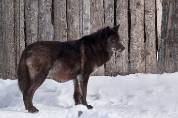Fototapeta premium Wild black canadian wolf is standing on white snow. Canis lupus pambasileus.