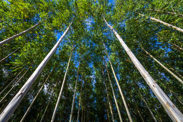 Eucalyptus Forest