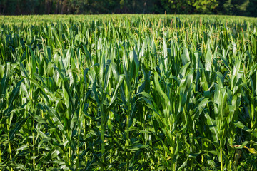 Fototapeta premium Young Corn Trees