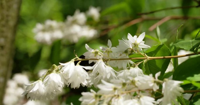 bumblebees_on_flowers 1A