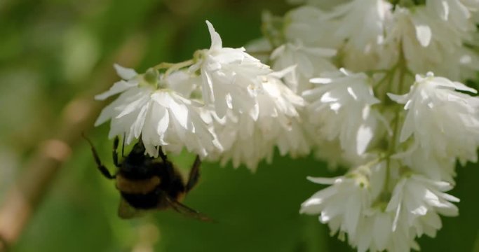 bumblebees_on_flowers 1C