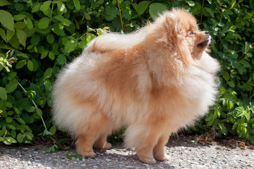 Cute pomeranian spitz close up. Deutscher spitz or zwergspitz.