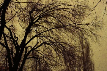 La inmensidad del árbol 